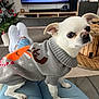 christmas_sweater, christmas_tree, couch, cozy, cute, decorations, dog, festive, holiday, indoors, jeans, living_room, person, pet, remote_control, small_dog, sweater, white_dog, white_shoes, wooden_table