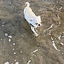animal, beach, canine, chihuahua, collar, curled_tail, cute, dog, nature, outdoor, pet, seafoam, shallow_water, small_dog, summer, walking, water, waves, wet, white_dog