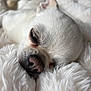 Doddy participe au concours pour gagner de l'argent avec cette photo : animal, blanket, close_up, comfort, cozy, cute, dog, domestic_animal, ear, fur, nap, nose, pet, relaxation, resting, sleeping, snout, soft, whiskers, white_dog