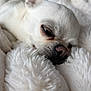 Doddy participe au concours pour gagner de l'argent avec cette photo : animal, blanket, calm, close_up, companion, cozy, cute, dog, fluffy, fur, indoors, nose, peaceful, pet, relaxing, resting, sleeping, snuggling, soft_texture, white_dog