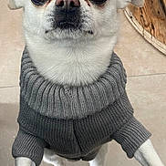 Doddy a rejoint le concours — aidez-le/la à gagner de superbes lots ! dog, white_dog, small_dog, sweater, gray_sweater, pet, indoor, floor, tile_floor, looking_up, close_up, canine, cute, animal, paw, ears, fur, domestic_animal, companion, standing