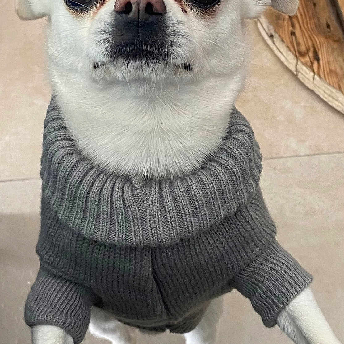 Doddy a rejoint le concours — aidez-le/la à gagner de superbes lots ! animal, canine, close_up, companion, cute, dog, domestic_animal, ears, floor, fur, gray_sweater, indoor, looking_up, paw, pet, small_dog, standing, sweater, tile_floor, white_dog