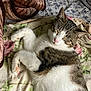 Tommy Twinkle Toes joined the competition — help win amazing prizes! animal, bed, blanket, cat, closed_eyes, cozy, cute, domestic_cat, floral_pattern, fur, indoor, paws, pet, relaxed, resting, sleeping, soft, tabby, whiskers, white_fur