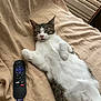 animal, bed, bedspread, cat, cozy, ears, feline, home, indoor, nose, paw, pet, relaxed, remote_control, resting, roku, sleepy, tabby, whiskers, white_fur
