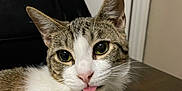Tommy Twinkle Toes is registered to the contest to win money with this photo: animal, cat, chair, close_up, curious, cute, domestic_cat, ears, face, feline, fur, indoor, pet, portrait, relaxed, tabby, tongue_out, whiskers, white_fur, wooden_table