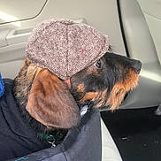 Sherman joined the competition — help win amazing prizes! airedale_terrier, baseball_cap, canidae, cap, carnivore, companion_dog, dog, dog_breed, ear, fashion_accessory, fur, hat, headgear, snout, sporting_group
