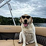 dog, labrador_retriever, sunglasses, boat, lake, water, outdoor, cloudy_sky, seat, relaxed, pet, animal, nature, summer, canine, portrait, friendly, funny, vacation, leisure