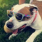 Daisy Mae is registered to the contest to win money with this photo: accessory, animal, ball, brown, canine, chewing, closeup, collar, cute, dog, funny, grass, happy, outdoor, pet, playful, portrait, summer, sunglasses, white