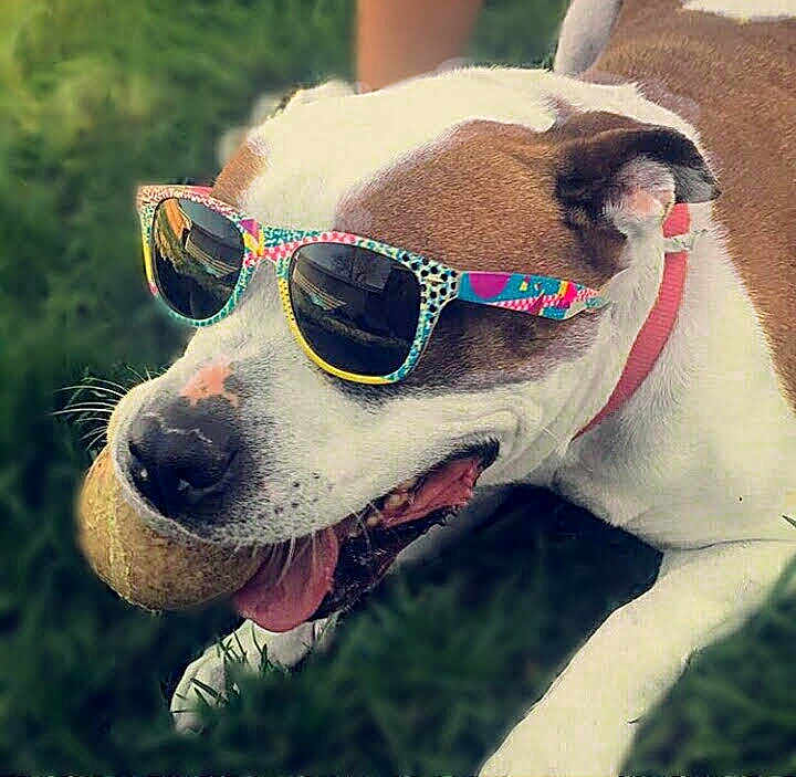 Daisy Mae is registered to the contest to win money with this photo: accessory, animal, ball, brown, canine, chewing, closeup, collar, cute, dog, funny, grass, happy, outdoor, pet, playful, portrait, summer, sunglasses, white