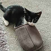 Ringo joined the competition — help win amazing prizes! kitten, cat, black_and_white, slipper, carpet, indoor, pet, curious, small, feline, animal, paw, fur, whiskers, playful, cute, home, cozy, resting, floor