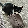 kitten, cat, black_and_white, slipper, carpet, indoor, pet, curious, small, feline, animal, paw, fur, whiskers, playful, cute, home, cozy, resting, floor