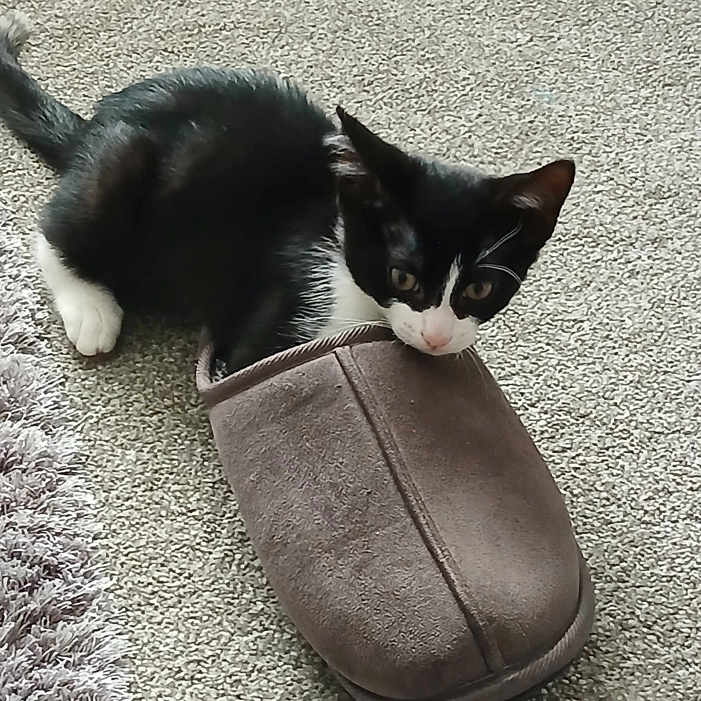 Ringo joined the competition — help win amazing prizes! animal, black_and_white, carpet, cat, cozy, curious, cute, feline, floor, fur, home, indoor, kitten, paw, pet, playful, resting, slipper, small, whiskers