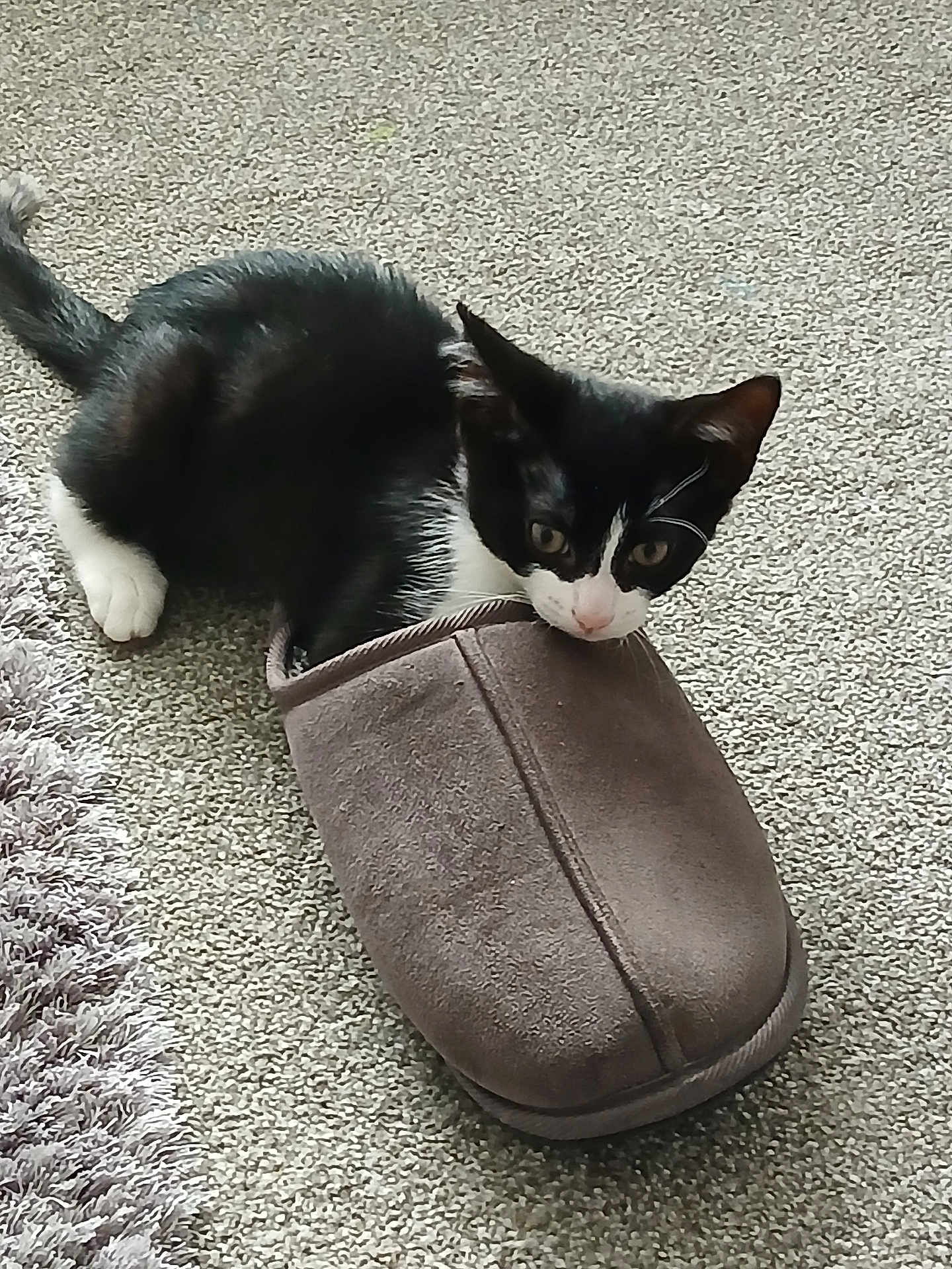Ringo joined the competition — help win amazing prizes! kitten, cat, black_and_white, slipper, carpet, indoor, pet, curious, small, feline, animal, paw, fur, whiskers, playful, cute, home, cozy, resting, floor