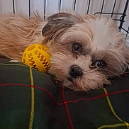 Dotty is registered to the contest to win money with this photo: dog, puppy, toy, yellow_ball, plaid_blanket, crate, pet, fur, sleepy, cozy, indoors, closeup, cute, animal, resting, small_dog, face, cage, domestic_animal, laying_down