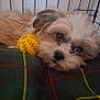 dog, puppy, toy, yellow_ball, plaid_blanket, crate, pet, fur, sleepy, cozy, indoors, closeup, cute, animal, resting, small_dog, face, cage, domestic_animal, laying_down