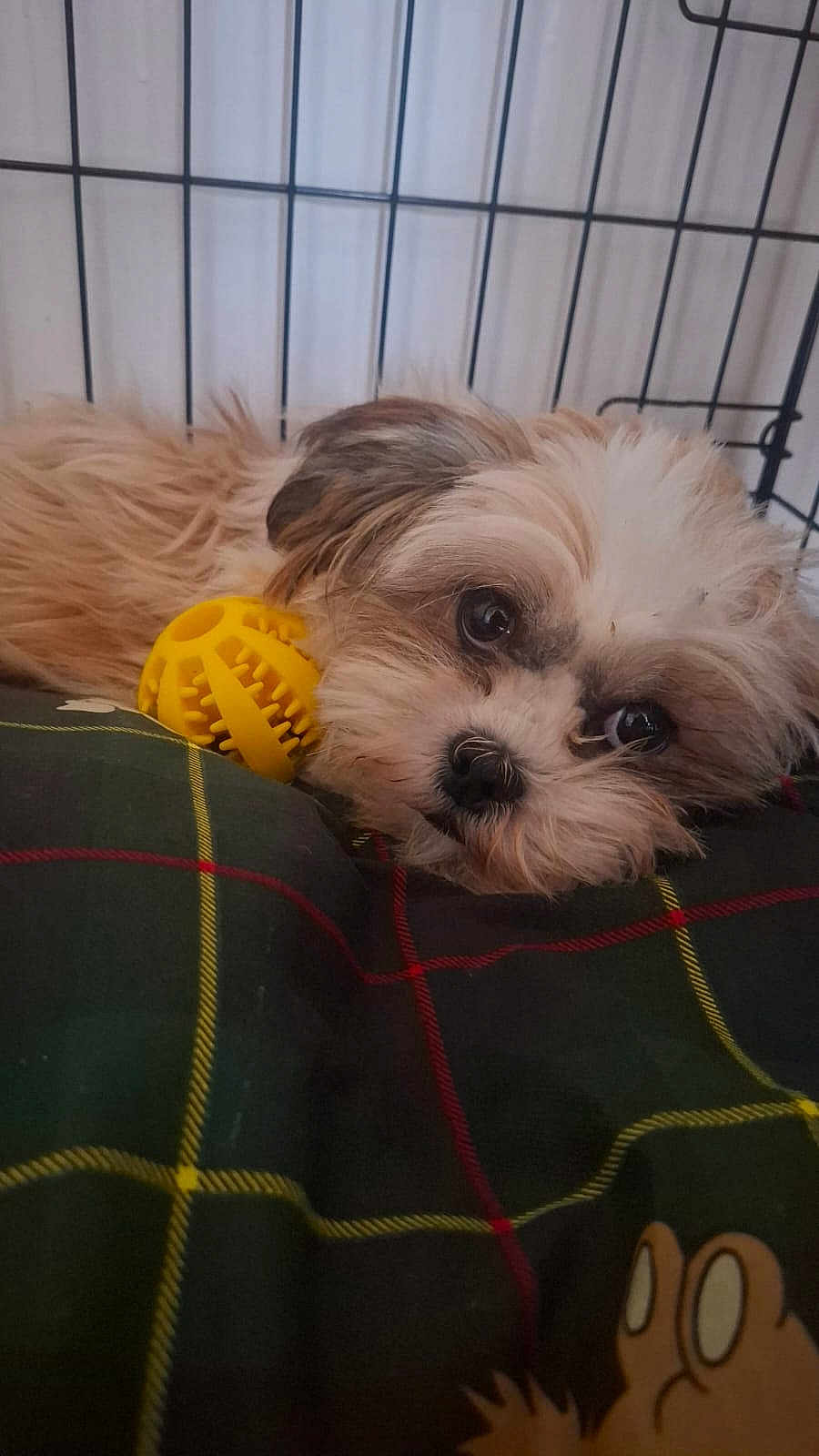 Dotty