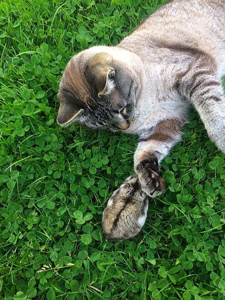 Mistinguette participe au concours pour gagner de l'argent avec cette photo : carnivore, cat, domestic_short_haired_cat, european_shorthair, felidae, grass, kitten, organism, plant, small_to_medium_sized_cats, tabby_cat, whiskers, wildlife