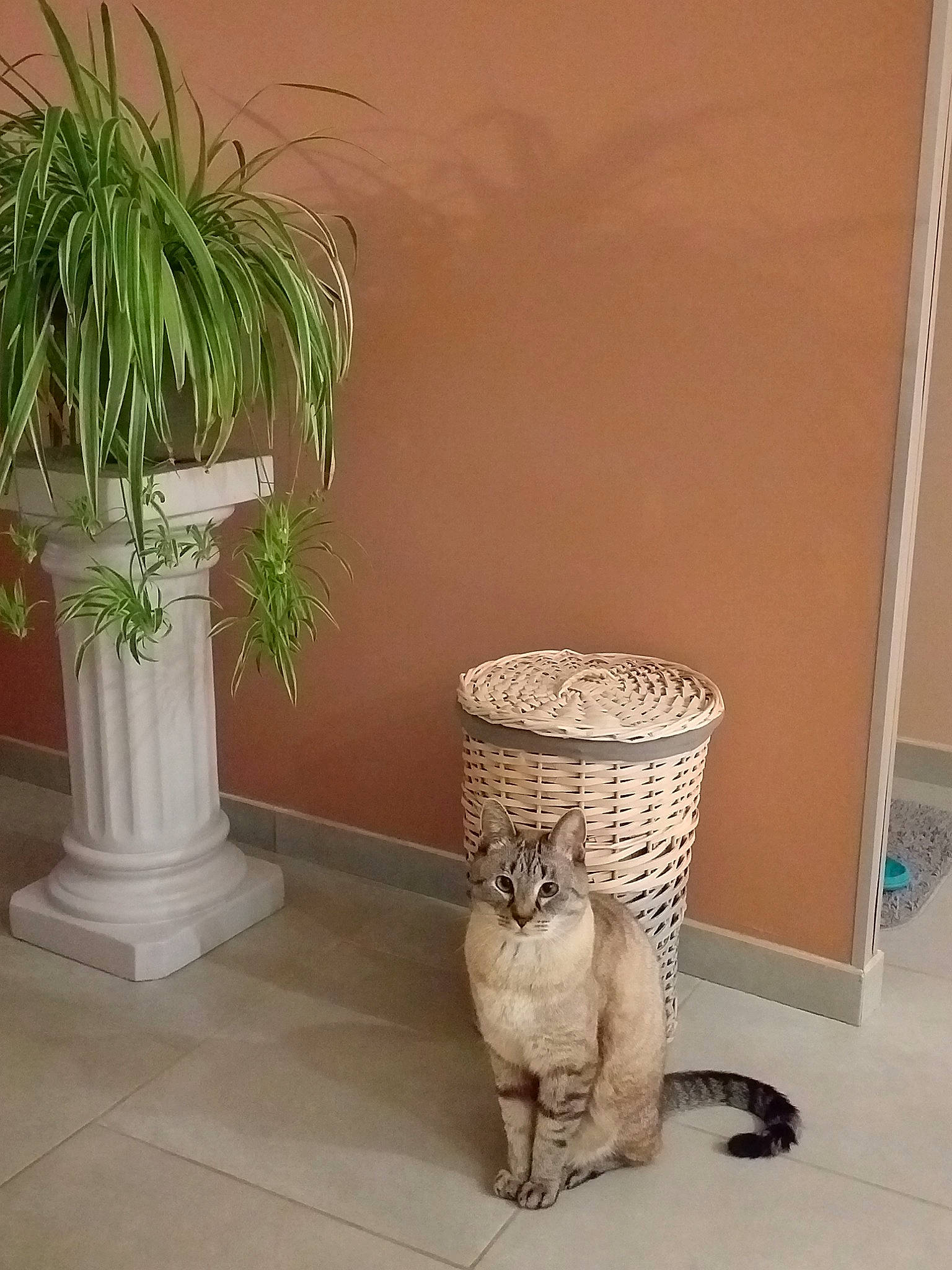 Mistinguette a rejoint le concours — aidez-le/la à gagner de superbes lots ! ceramic, fawn, flowerpot, plant, room, urn