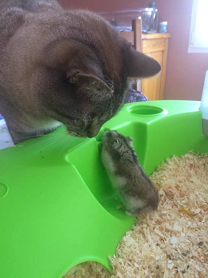 Mistinguette participe au concours pour gagner de l'argent avec cette photo : carnivore, cat, cat_supply, chinchilla, degu, domestic_short_haired_cat, fawn, felidae, hamster, kitten, korat, rodent, russian_blue, small_to_medium_sized_cats