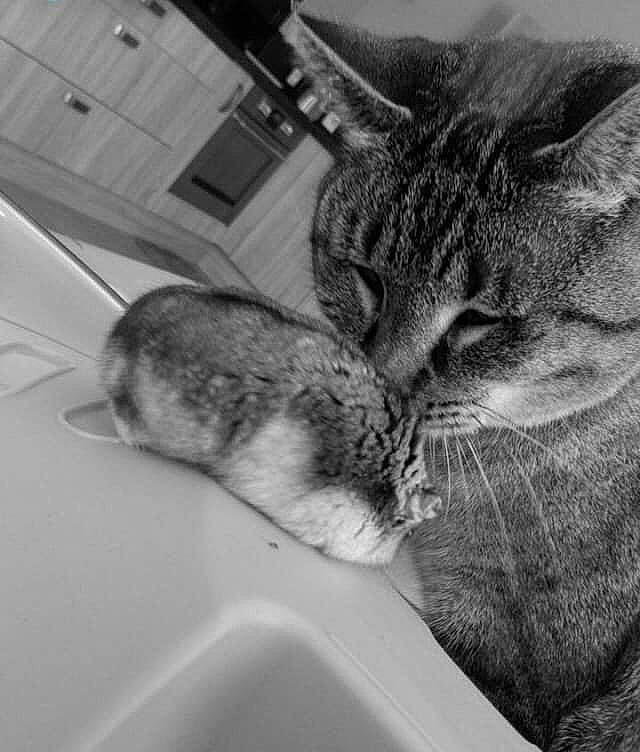 Mistinguette a rejoint le concours — aidez-le/la à gagner de superbes lots ! asian, black_and_white, carnivore, cat, domestic_short_haired_cat, dragon_li, ear, european_shorthair, eye, felidae, fur, kitten, monochrome, photography, small_to_medium_sized_cats, snout, style, tabby_cat, whiskers