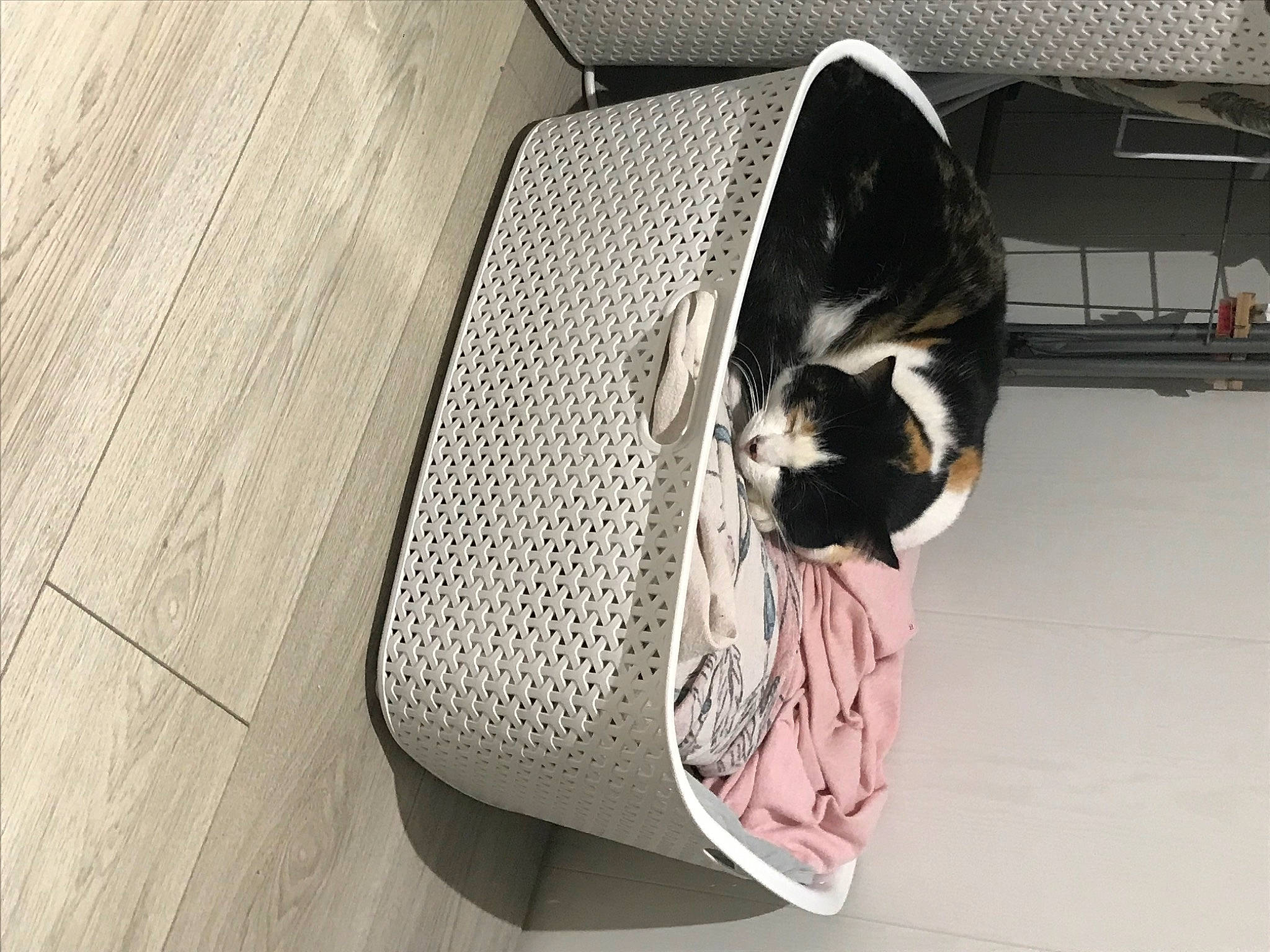 Lila participe au concours pour gagner de l'argent avec cette photo : automotive_design, automotive_exterior, bag, carnivore, cat, comfort, companion_dog, fashion_accessory, felidae, floor, flooring, grey, hardwood, mammal, pattern, pet_supply, rectangle, small_to_medium_sized_cats, vehicle_door, wood