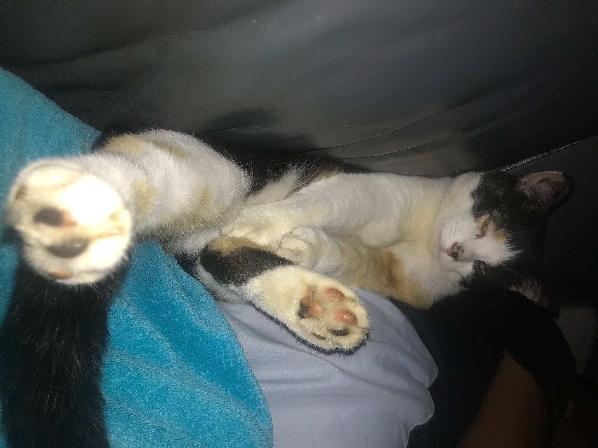 Lila participe au concours pour gagner de l'argent avec cette photo : canidae, carnivore, cat, claw, comfort, companion_dog, dog_breed, domestic_short_haired_cat, fawn, felidae, fur, linens, nap, paw, puppy, small_to_medium_sized_cats, sporting_group, tail, terrestrial_animal, whiskers