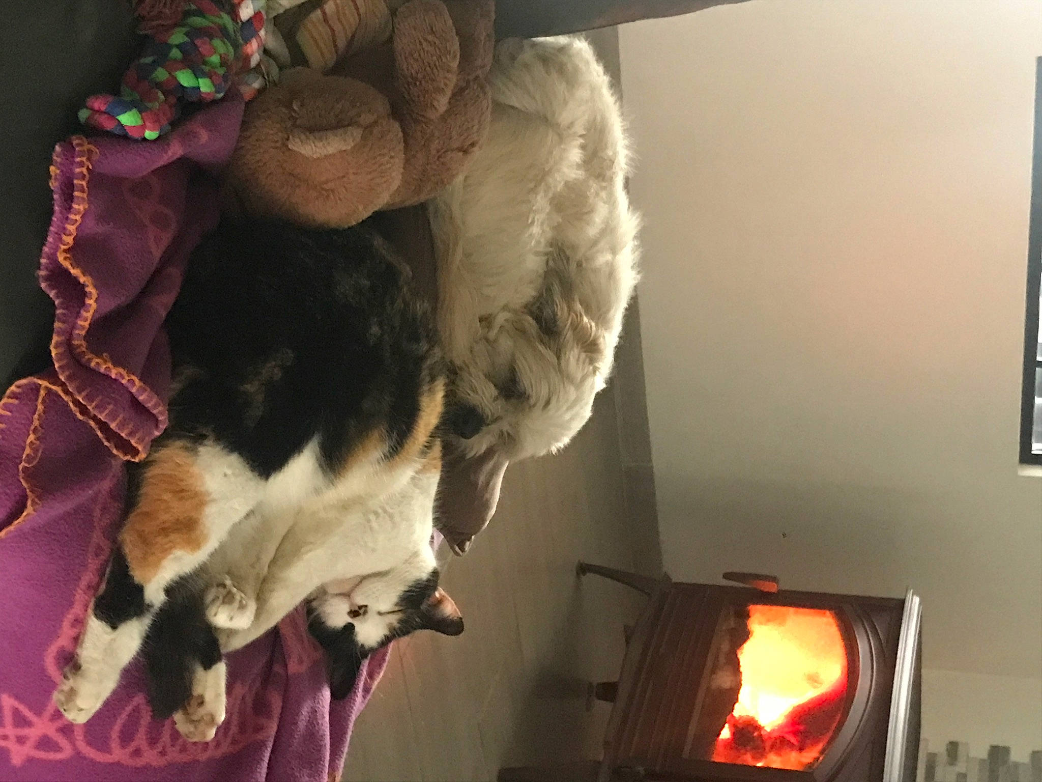 Lila participe au concours pour gagner de l'argent avec cette photo : carnivore, comfort, companion_dog, display_device, dog_breed, felidae, fire, flame, fur, gas, hearth, heat, room, small_to_medium_sized_cats, tail, television, television_set, tree, whiskers, window