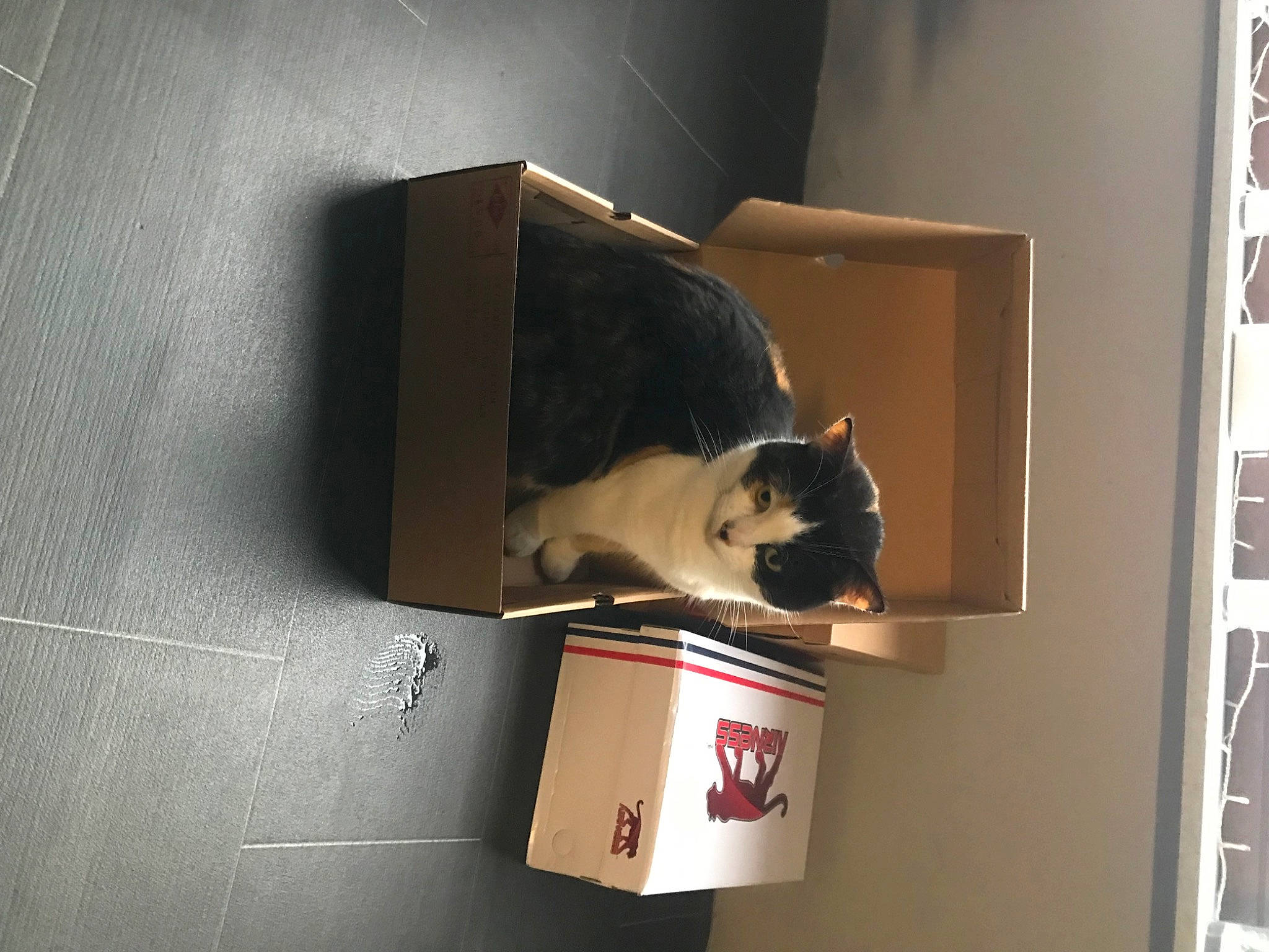 Lila a rejoint le concours — aidez-le/la à gagner de superbes lots ! audio_equipment, box, cardboard, carmine, carnivore, carton, cat, eyewear, felidae, hardwood, lighting_accessory, packaging_and_labeling, paper, paper_product, plywood, room, small_to_medium_sized_cats, tints_and_shades, whiskers, wood