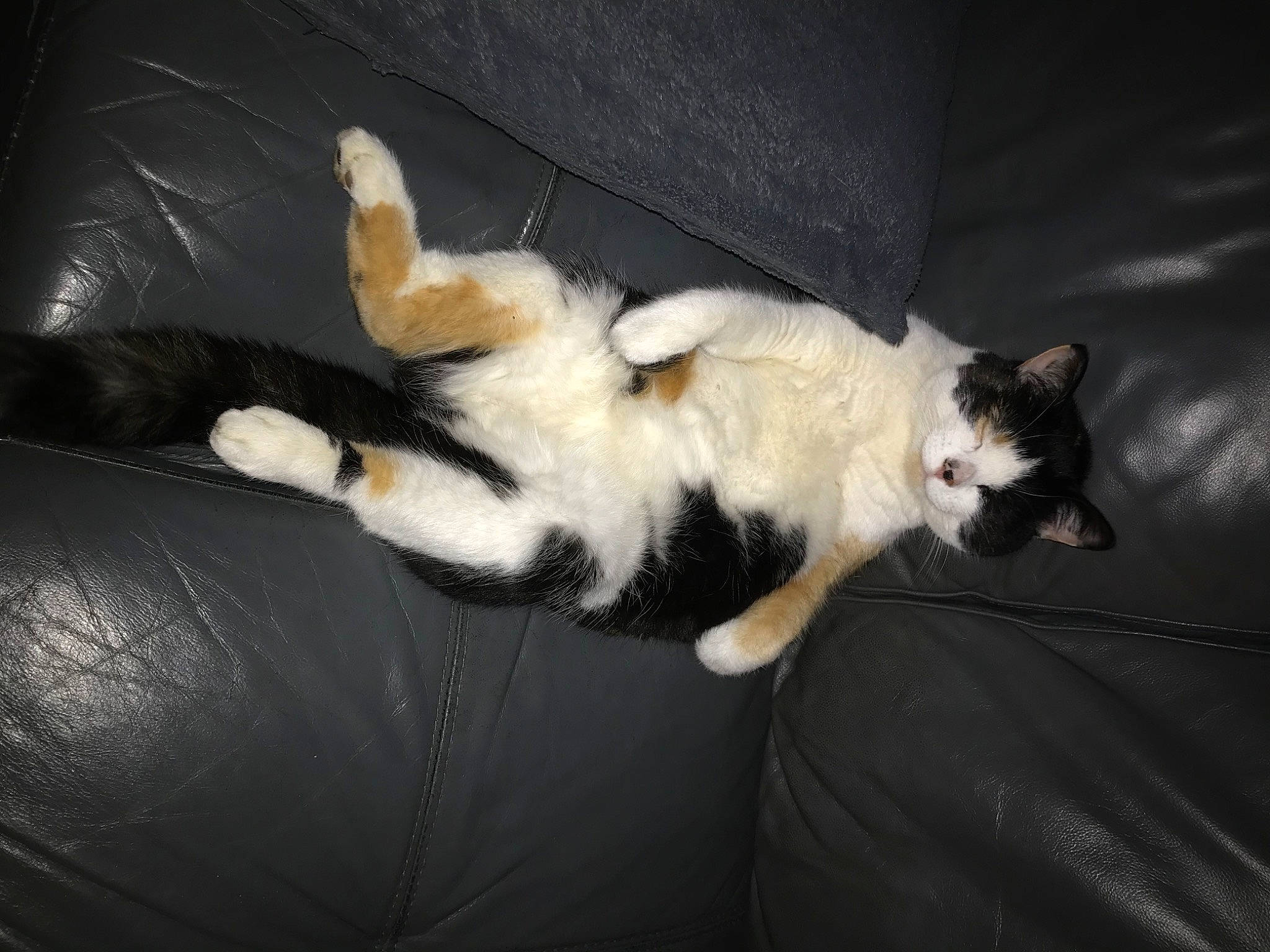 Lilla a rejoint le concours — aidez-le/la à gagner de superbes lots ! canidae, carnivore, cat, claw, comfort, darkness, dog_breed, domestic_short_haired_cat, felidae, fur, paw, small_to_medium_sized_cats, tail, vertebrate, whiskers, wood