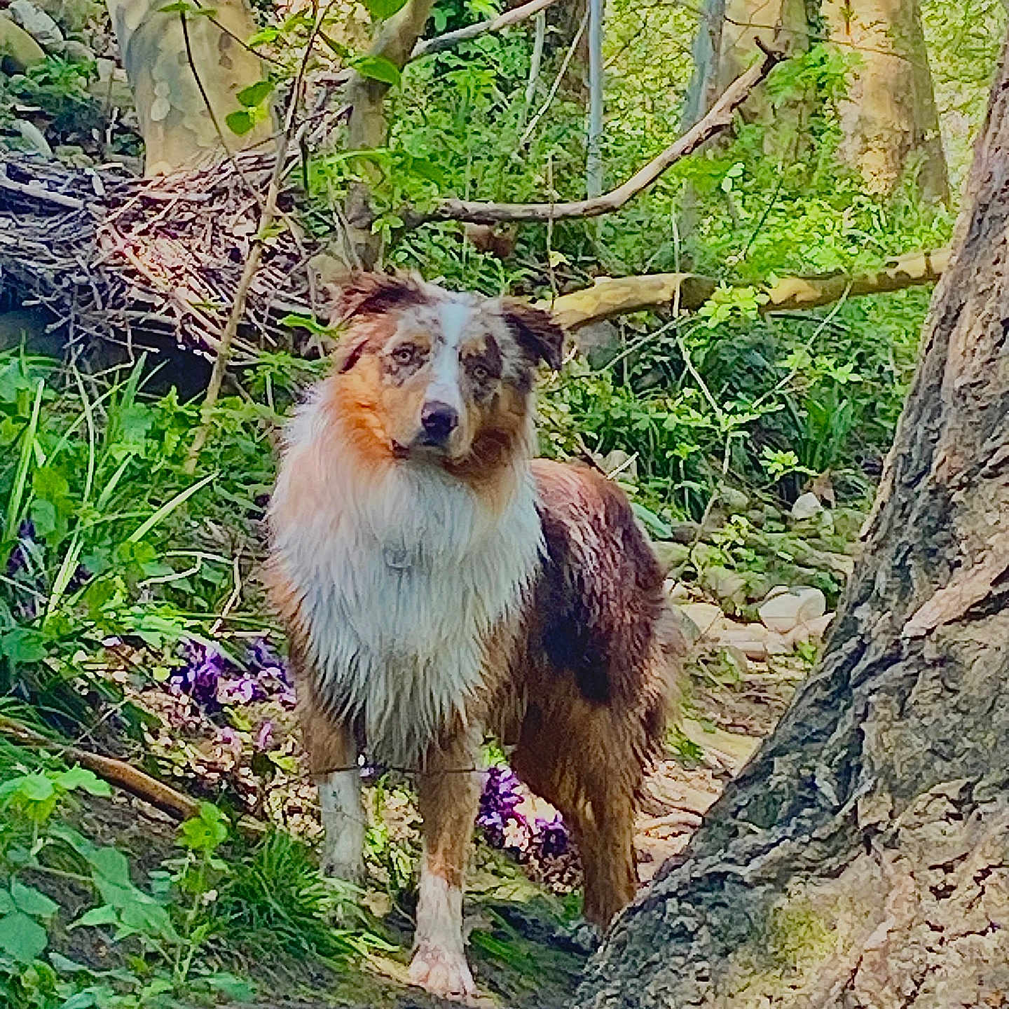 Vahitu a rejoint le concours — aidez-le/la à gagner de superbes lots ! alert, animal, bark, branch, canine, daylight, dog, flora, forest, fur, greenery, leaf, mammal, nature, outdoor, pet, standing, tree, wildlife, woodland
