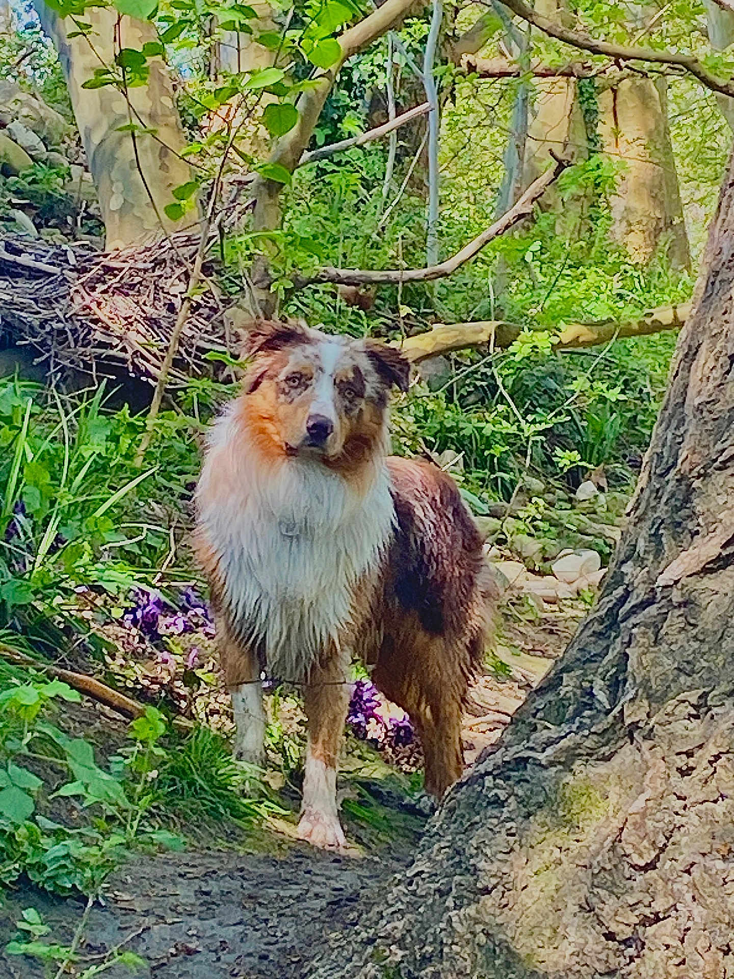 Vahitu a rejoint le concours — aidez-le/la à gagner de superbes lots ! dog, animal, forest, tree, greenery, nature, outdoor, canine, fur, pet, leaf, branch, bark, wildlife, mammal, standing, alert, daylight, flora, woodland