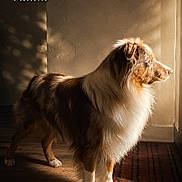 Vahitu participe au concours pour gagner de l'argent avec cette photo : animal, australian_shepherd, brown, calm, dog, fur, home, indoor, long_fur, looking_out, pet, portrait, quiet, shadow, side_view, standing, wall, white, window_light, wooden_floor