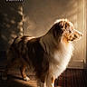 animal, australian_shepherd, brown, calm, dog, fur, home, indoor, long_fur, looking_out, pet, portrait, quiet, shadow, side_view, standing, wall, white, window_light, wooden_floor