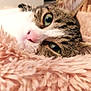 cat, tabby, close_up, green_eyes, pink_nose, fluffy_blanket, cozy, indoor, pet, animal, whiskers, relaxed, sleepy, soft_texture, cute, feline, resting, warm, home, comfort