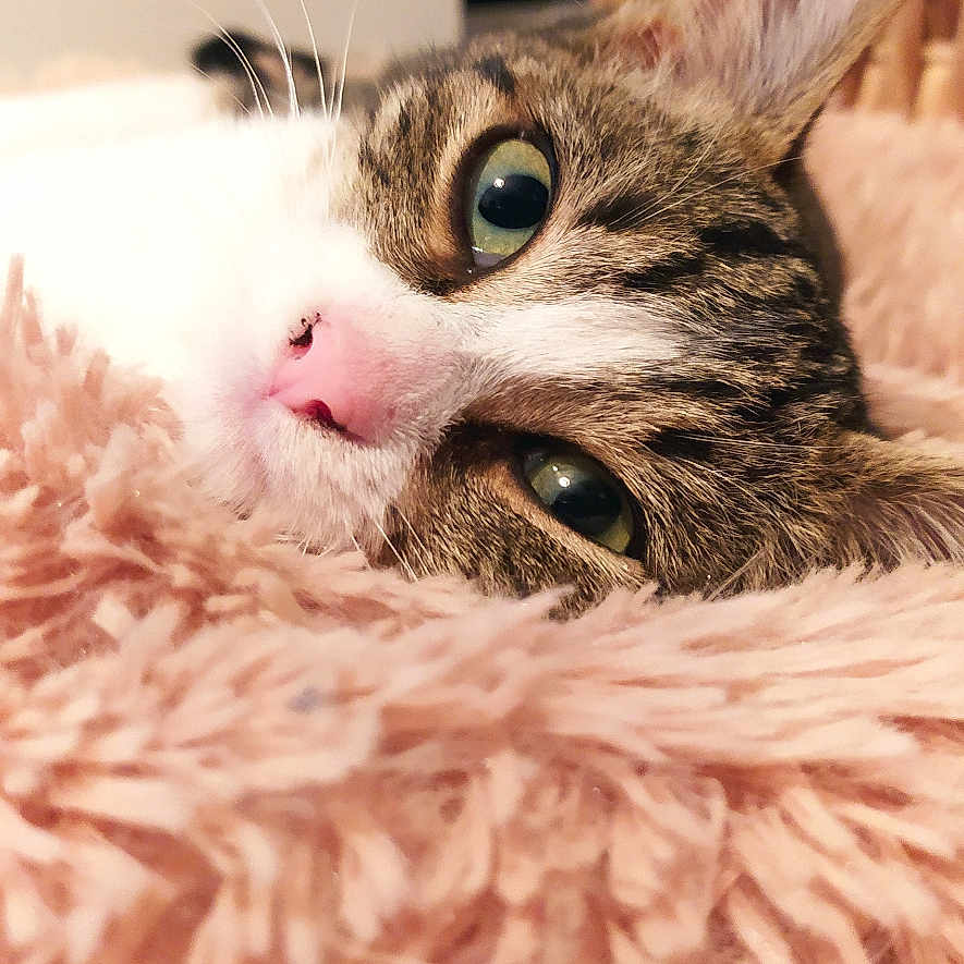 Macha participe au concours pour gagner de l'argent avec cette photo : animal, cat, close_up, comfort, cozy, cute, feline, fluffy_blanket, green_eyes, home, indoor, pet, pink_nose, relaxed, resting, sleepy, soft_texture, tabby, warm, whiskers