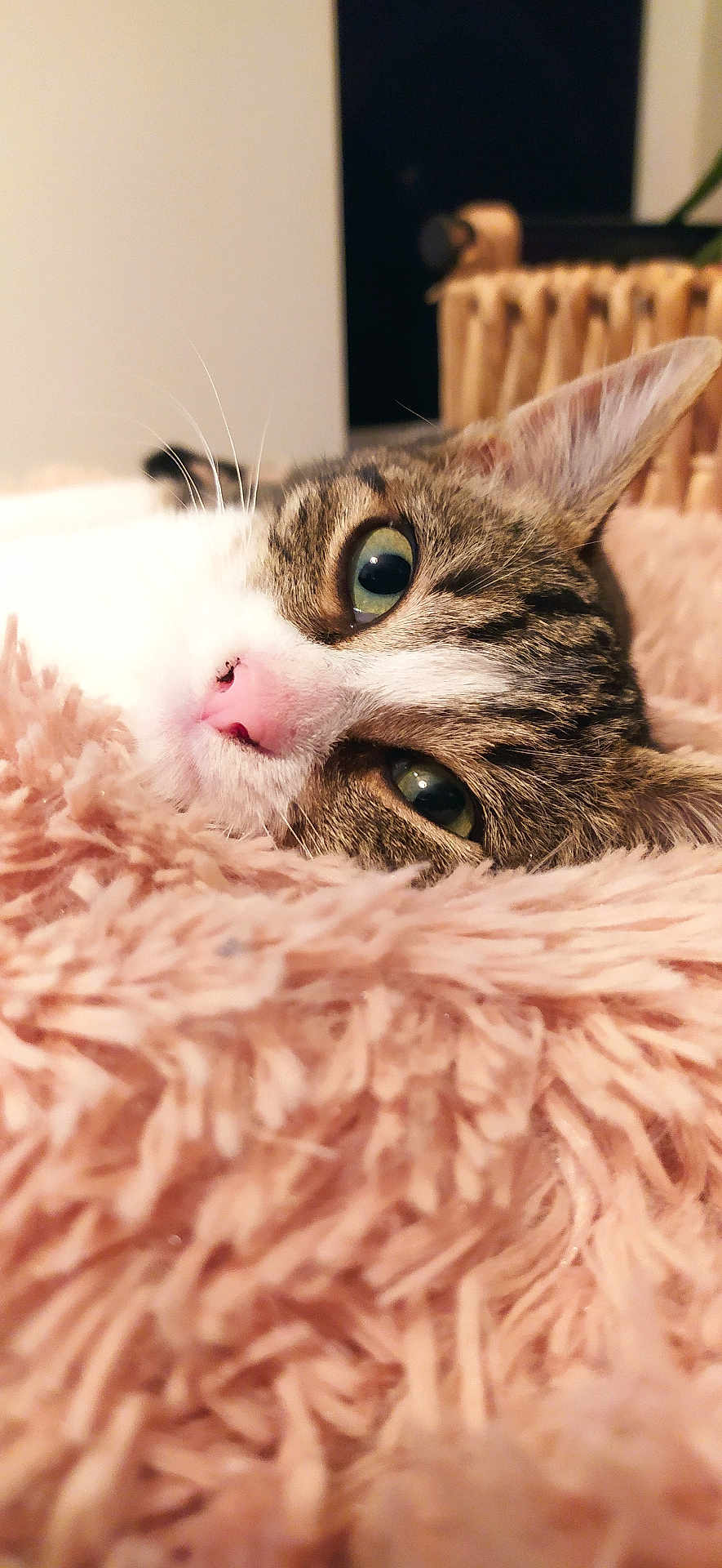 Macha participe au concours pour gagner de l'argent avec cette photo : cat, tabby, close_up, green_eyes, pink_nose, fluffy_blanket, cozy, indoor, pet, animal, whiskers, relaxed, sleepy, soft_texture, cute, feline, resting, warm, home, comfort