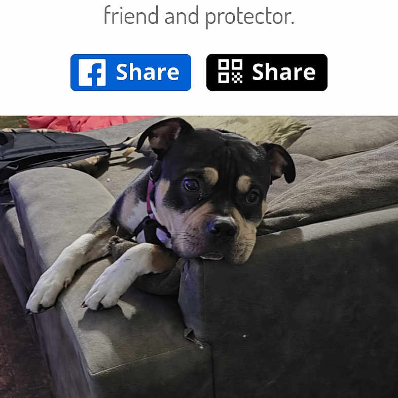 Buddy is registered to the contest to win money with this photo: accessories, advertisement, animal, book, bostonbull, bulldog, canine, doctor, dog, hound, husky, page, person, pet, poster, publication, puppy, snout, strap, text