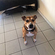 Junior a rejoint le concours — aidez-le/la à gagner de superbes lots ! animal, bed, blanket, brown, canine, collar, companion, cute, dog, domestic, ears, floor, fur, indoor, obedient, pet, sitting, tile, waiting, white