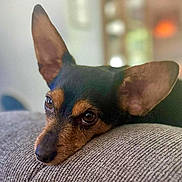 Pluto is registered to the contest to win money with this photo: dog, pet, close_up, ears, resting, portrait, animal, brown, black, texture, indoor, soft_light, blurred_background, cute, face, canine, expression, cozy, furniture, relaxing