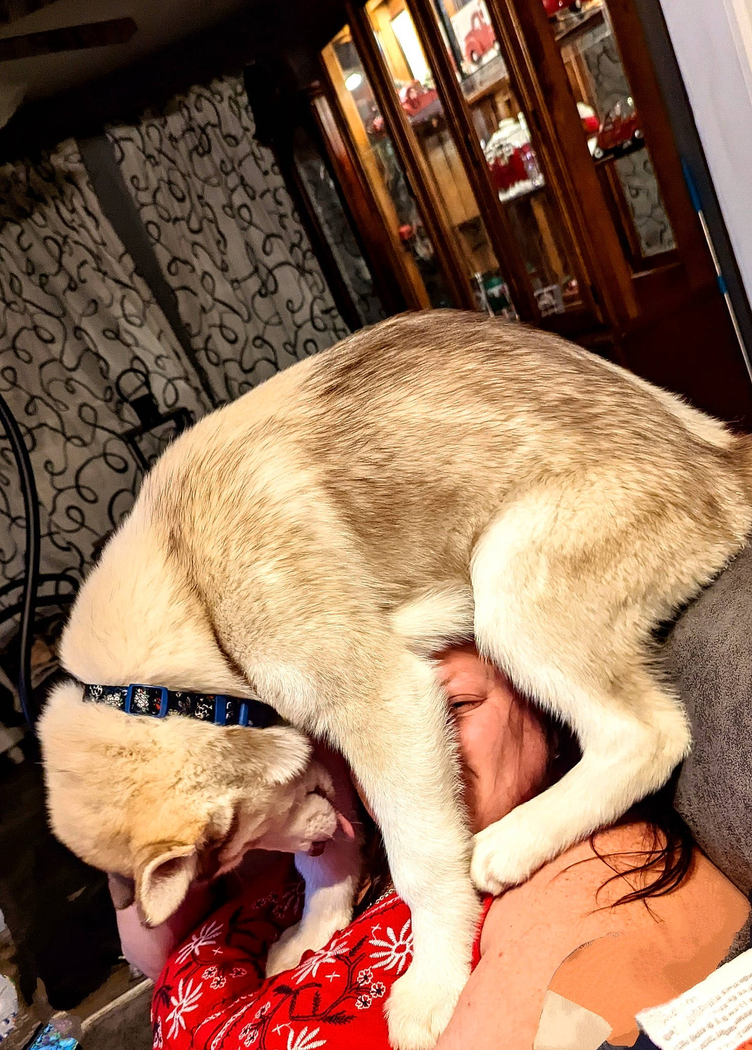 Blu is registered to the contest to win money with this photo: canidae, carnivore, collar, comfort, companion_dog, dog, dog_breed, dog_collar, ear, fawn, felidae, fur, nap, paw, small_to_medium_sized_cats, snout, sporting_group, tail, whiskers, working_animal