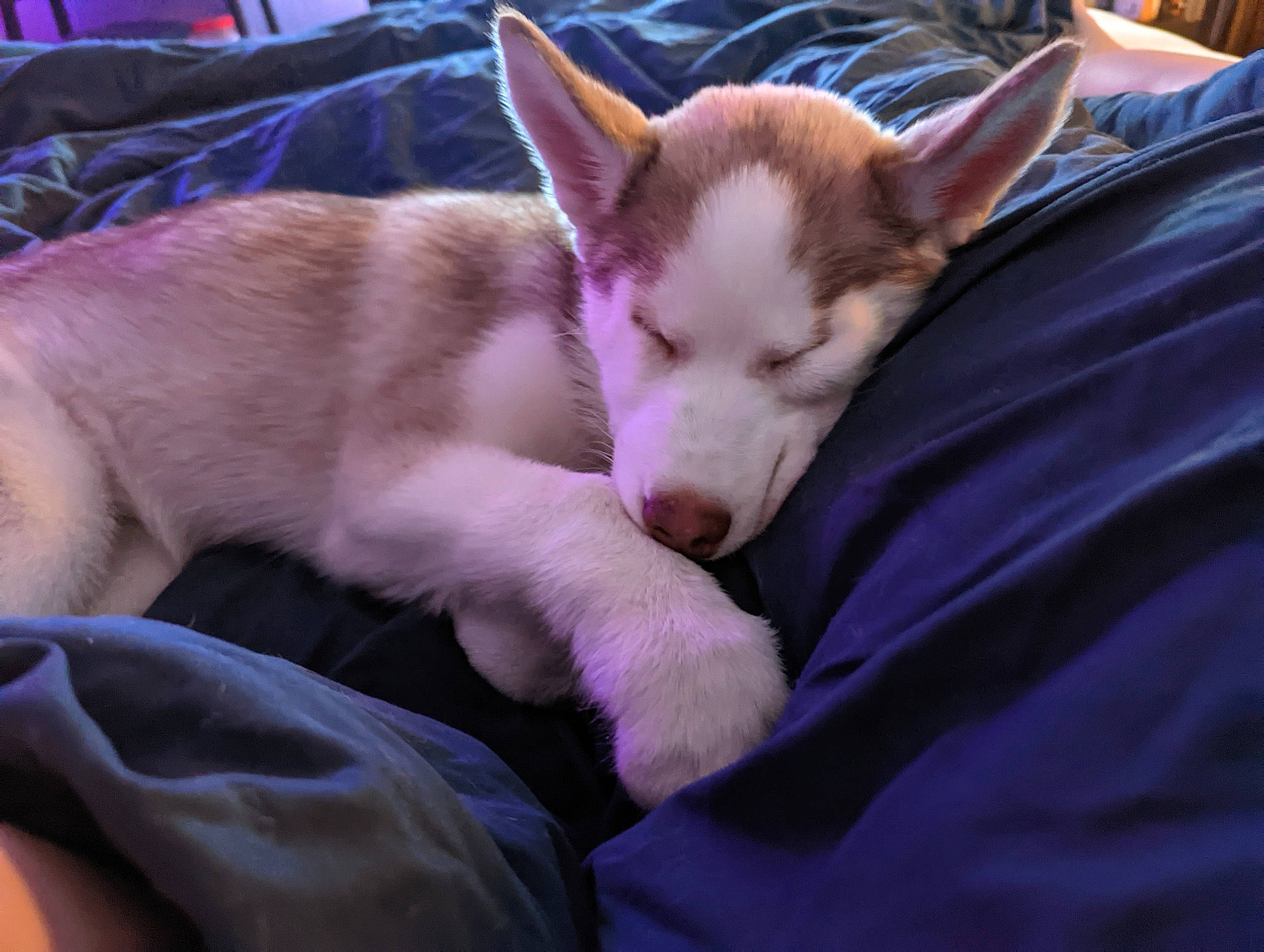 Blu is registered to the contest to win money with this photo: canidae, carnivore, comfort, companion_dog, dog, dog_breed, fawn, felidae, fur, nap, non_sporting_group, paw, snout, sporting_group, terrestrial_animal, whiskers, working_animal