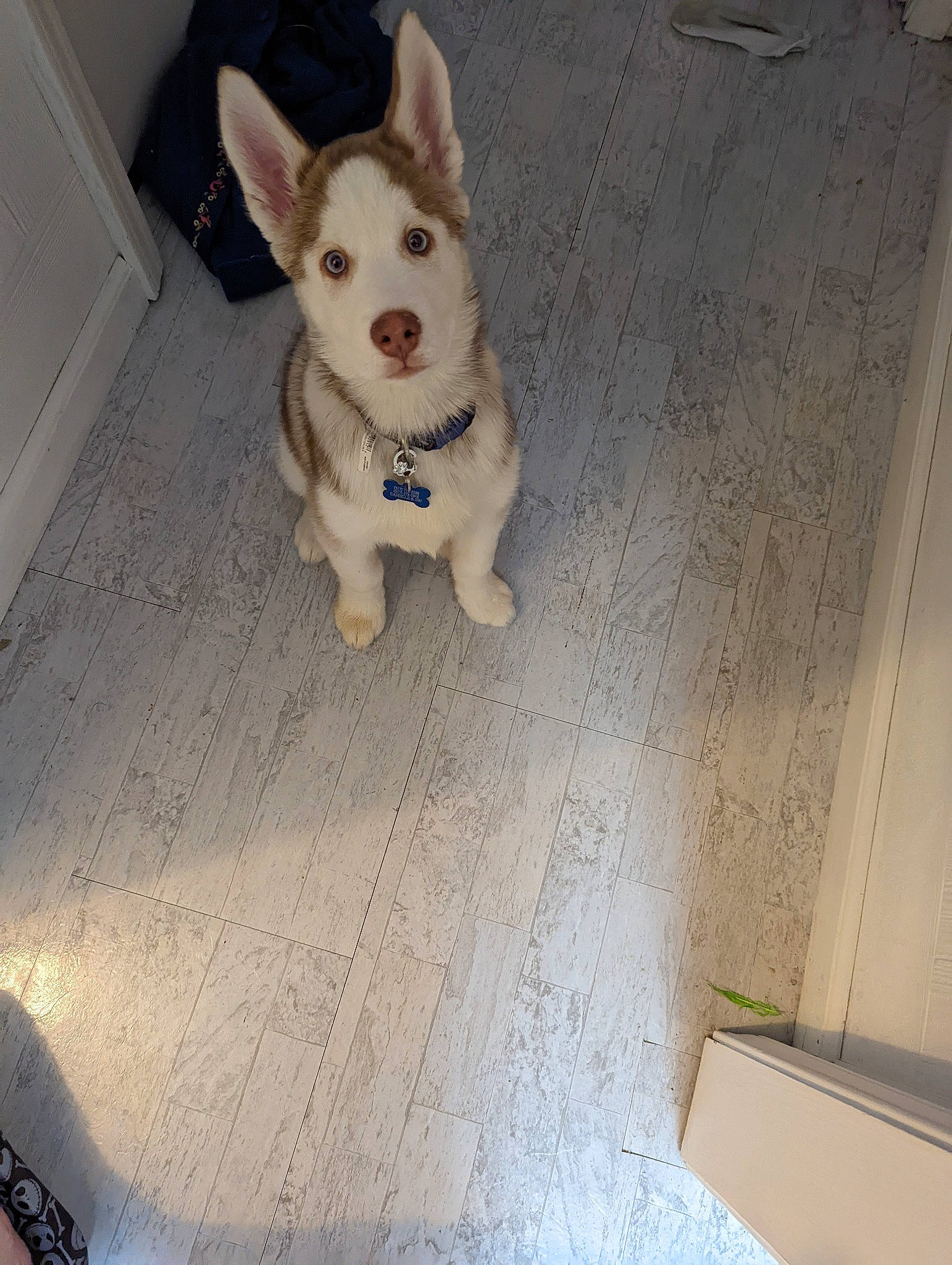 Blu is registered to the contest to win money with this photo: carnivore, chihuahua, companion_dog, dog, dog_breed, dog_clothes, dog_collar, dog_supply, fawn, floor, flooring, fur, paw, pet_supply, snout, tail, toy_dog, whiskers, wood, working_animal