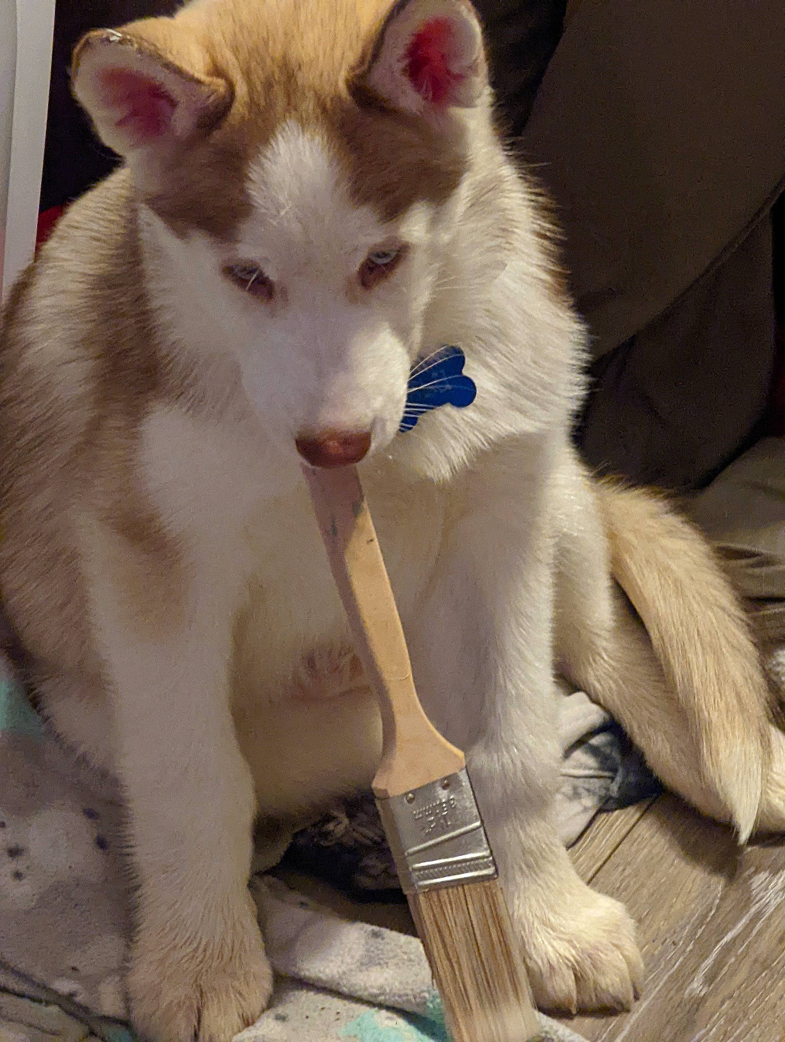 Blu is registered to the contest to win money with this photo: ancient_dog_breeds, canidae, carnivore, comfort, companion_dog, dog, dog_breed, fawn, felidae, foot, fur, jaw, kitchen_utensil, paw, small_to_medium_sized_cats, snout, tail, terrestrial_animal, whiskers, working_animal