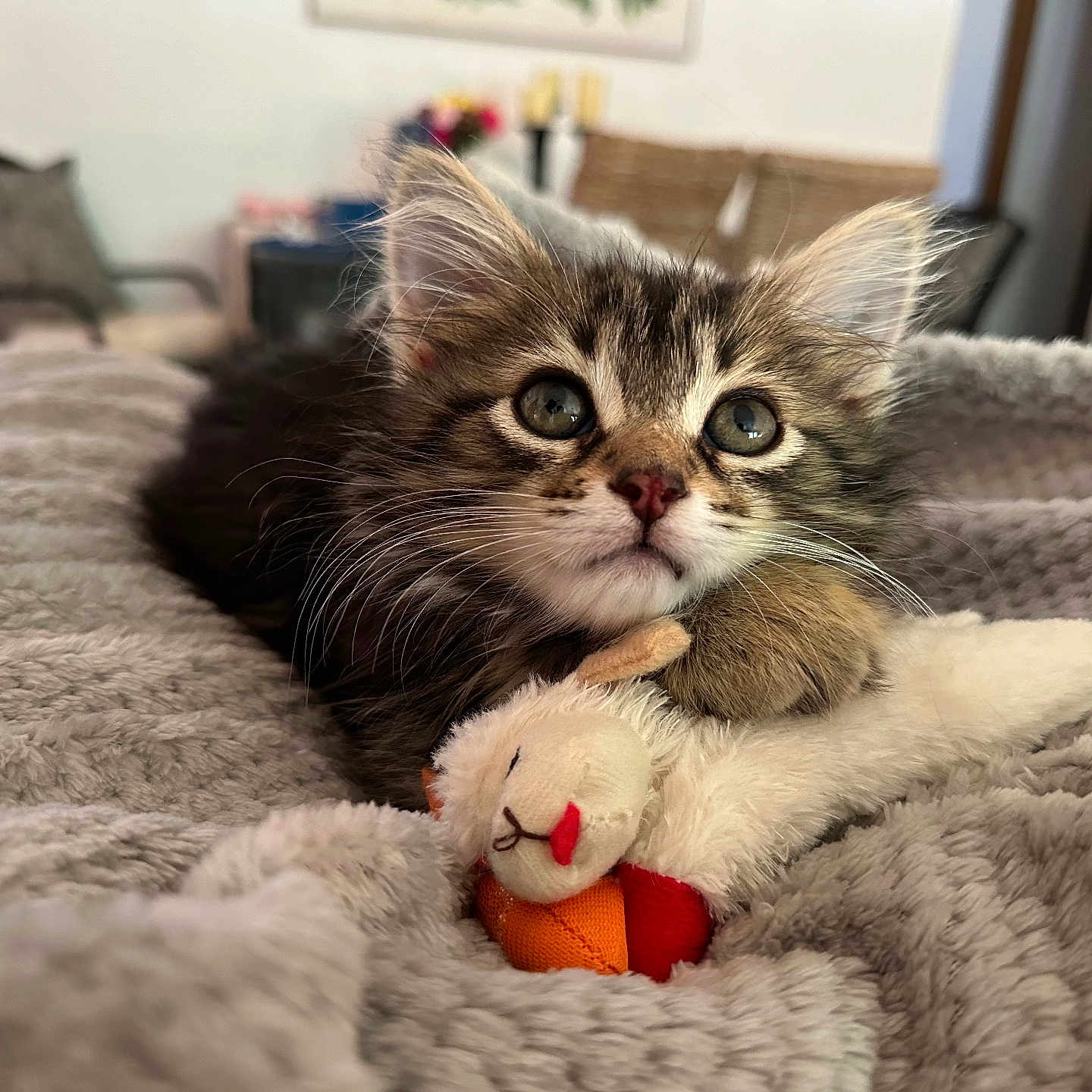 Finn joined the competition — help win amazing prizes! abyssinian, animal, bed, bedroom, blanket, cat, chair, couch, furniture, indoors, kitten, manx, pet, plush, quilt, room, toy