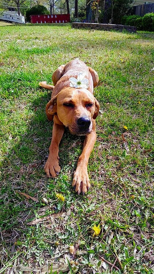 Gemma Stone is registered to the contest to win money with this photo: carnivore, companion_dog, dog, dog_breed, fawn, field, grass, grass_family, grassland, groundcover, lawn, pasture, people_in_nature, plant, prairie, snout, soil, sporting_group, terrestrial_animal, working_animal