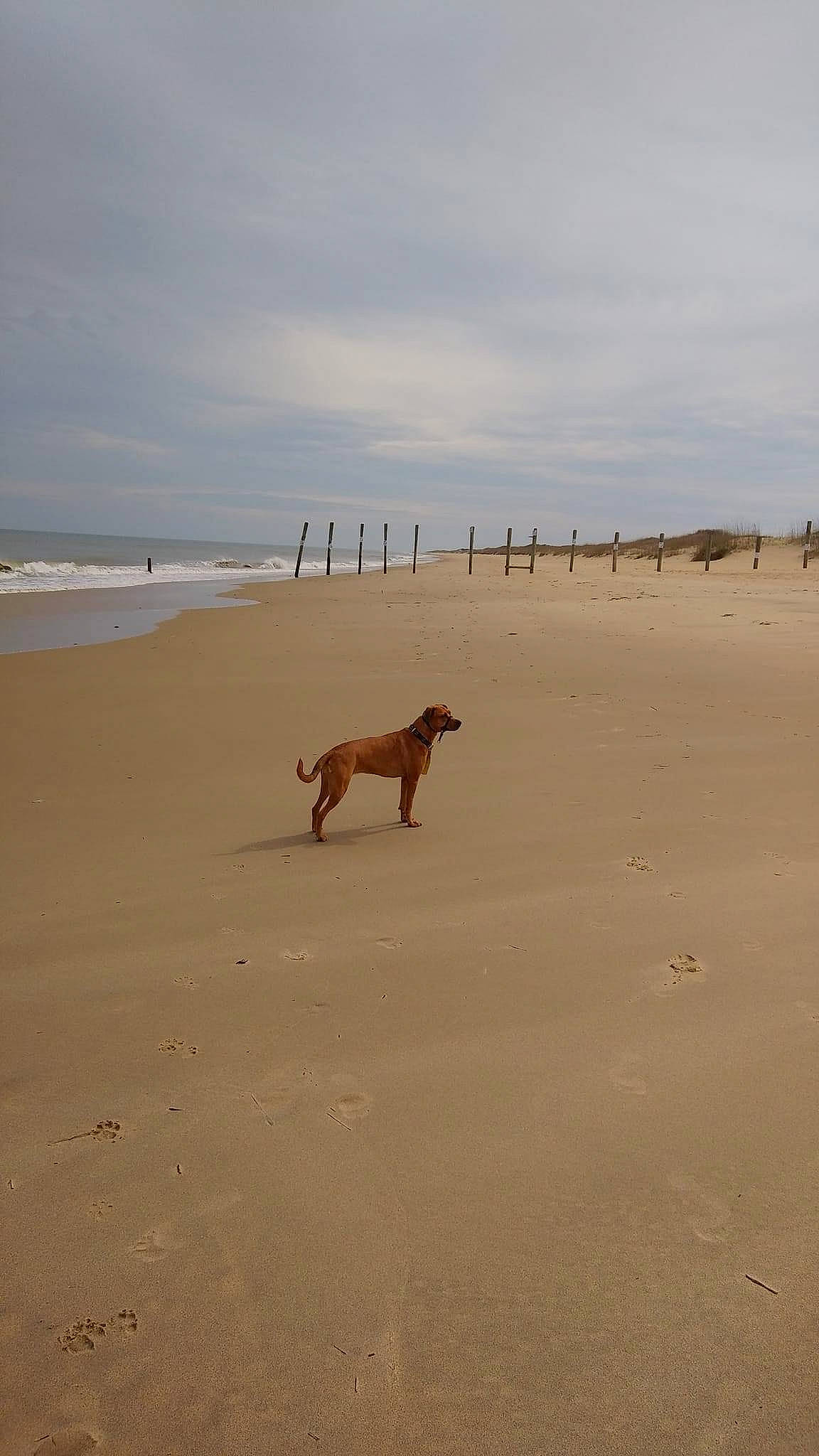 Gemma Stone is registered to the contest to win money with this photo: aeolian_landform, beach, calm, canidae, carnivore, cloud, dog, dog_breed, fawn, horizon, landscape, ocean, sand, singing_sand, sky, sporting_group, water, wildlife, wind_wave, working_animal