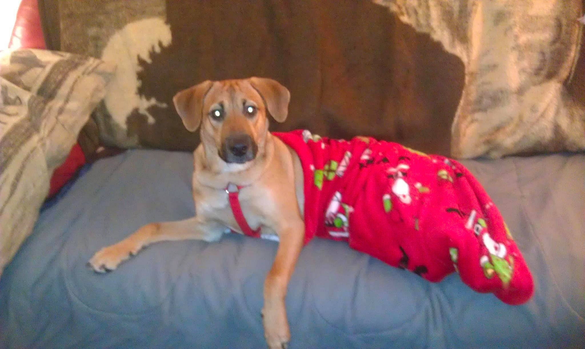 Sadie May joined the competition — help win amazing prizes! canidae, carnivore, collar, comfort, companion_dog, dog, dog_bed, dog_breed, dog_clothes, dog_collar, dog_supply, fawn, flooring, paw, pet_supply, snout, sporting_group, tail, whiskers, working_animal