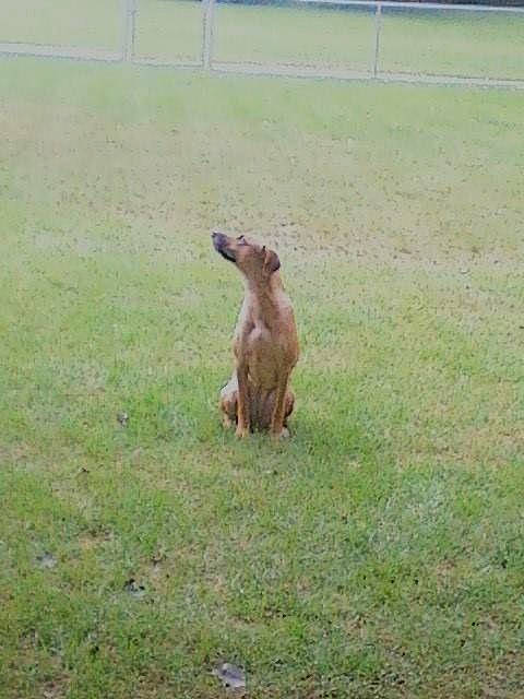 Sadie May is registered to the contest to win money with this photo: canidae, carnivore, companion_dog, dog, dog_breed, fawn, fence, field, grass, grassland, landscape, meadow, pasture, prairie, snout, sporting_group, tail, terrestrial_animal, tree, working_animal