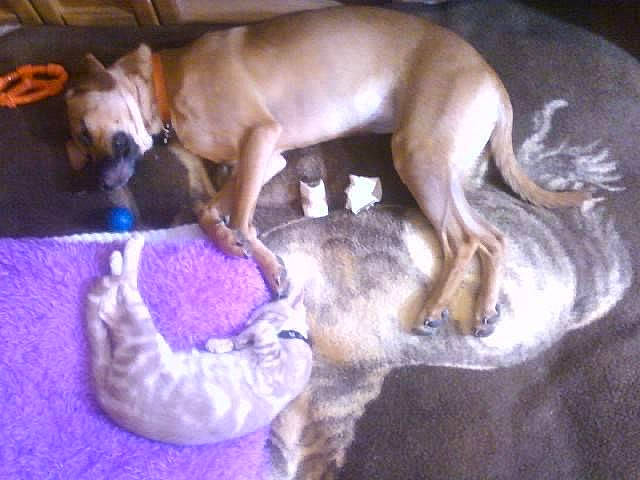 Sadie May joined the competition — help win amazing prizes! canidae, carnivore, cat_supply, comfort, companion_dog, dog, dog_bed, dog_breed, dog_supply, dog_toy, fawn, liver, paw, pet_supply, puppy, small_to_medium_sized_cats, snout, sporting_group, tail, working_animal