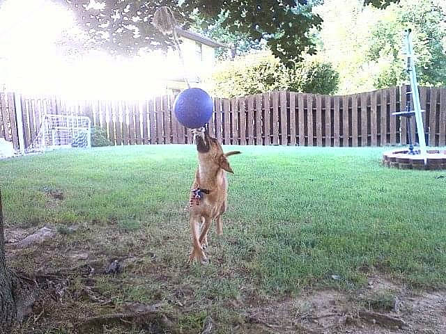 Sadie May joined the competition — help win amazing prizes! ball, balloon, dog_breed, fawn, fun, garden, grass, grass_family, grassland, happy, landscape, lawn, leisure, people_in_nature, plant, recreation, sky, tail, tree, water
